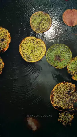 Segundo a lenda indígena e amazônica, a vitória-régia é originalmente uma índia que se afogou após se inclinar no rio para tentar tocar o reflexo da Lua.  Ao saber o que tinha acontecido com Naiá, Jaci (deusa da Lua), quis homenageá-la. Em vez de transformá-la em uma estrela, transformou-a na vitória-régia, que é conhecida como a estrela das águas. #amazonia #amazonas #parintins #lagodoaninga #lenda #vitoriaregia #djiglobal #fy #brasil 