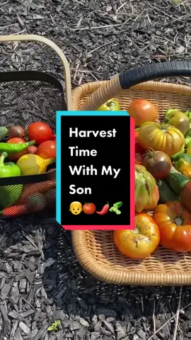 Harvest Time with my son! It is such a joy to see him enjoy the garden and he’s learning so much! He spotted the compost pumpkin (I saved the seeds from last year’s compost pumpkin and it made a baby!) and was so excited about growing our own pumpkins again this year. He ate all the beans the second we got inside and wanted the cucumbers as a snack. Who would have thought that my dream of having this beautiful garden would be a joy for my kids as well! I’m feeling very grateful right now. Thank you garden! #harvesttime #gardenboy #littlegardener #tomatoharvest #momsonduo 