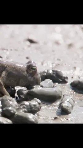 #mudskipper #fish #tiktok 