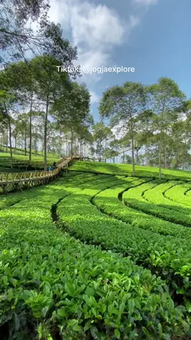 “Maturnuwun sampun purun dolan wonten Panama” Ucap seorang ibu2 yang sedang sibuk panen Teh 😇 Ada yg udh pernah kesini? Suasana nya emg adem bgt.. #kebuntehpanama #wonosobozone #jogjaexplore #fyp 