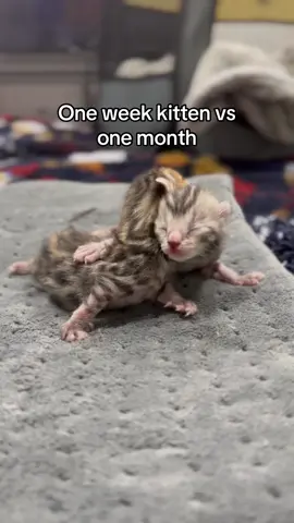 Crazy how quickly they grow 😭 #cat #kitten #kitty #catlover #cutecat #cute #baby #kittens #fyp #foryou 