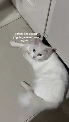 siapa yg suka banyak bekas luka grgr kucing 😃
