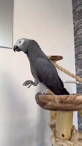 T'as pas le droit de dire des gros mots, rappelle-toi ! 🤣🤣😁😁🙂🙂  #perroquet #perroquets #perroquetgrisdugabon #perroquetquiparle #perroquetparle #perroquets🦜🦜 #oiseauxrigolo #oiseaux #oiseauxexotiques #oiseauxsauvages #oiseau  #oiseauxaprivoiser #oiseaux  #parolesfrançaises #amusant #oiseauapprivoisé #adoptionstory #perroquet🦜🦜 