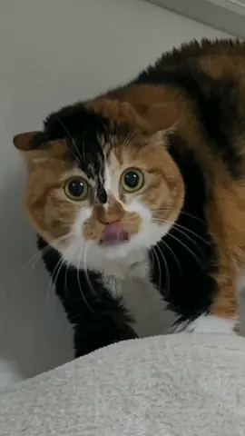 #catsoftiktok #catcutefunny #fyp #catlover #cutecat #catsound 