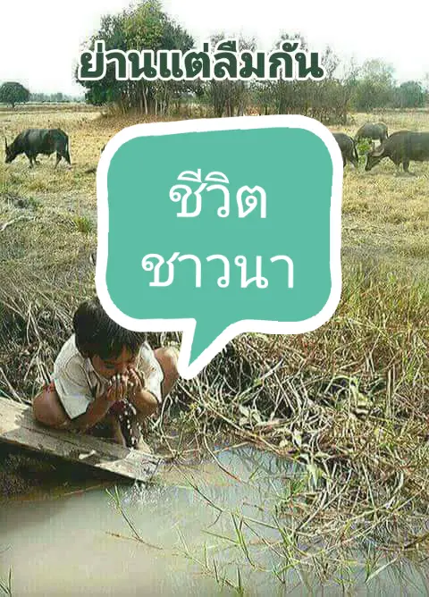 #ชีวิตชาวนา #ยุพินสายใจดวงเนตรวาสนา #เพลงเก่าที่คิดถึง #เพลงม่วน #fyp #รักติ๊กต๊อก #ย่านแต่ลืมกัน 