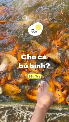 Cho cá bú bình, câu cá sấu, ăn đuông dừa 🐛 ở Bến Tre 🌴 #LearnOnTikTok #bentre71🌴🥥 #dulichconphungbentre #conthoison #chocabubinh #caucasau #duongdua #reviewdulich #fyp 