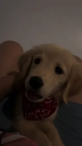 pretty sky💗💗💗 #goldenretrieverpuppy 