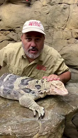 It’s always fun here at the reptile zoo, where learning is a top priority!      - - ##reptilestyle##animalsoftiktok##reptilelover##donttrythisathome##awesome##funny