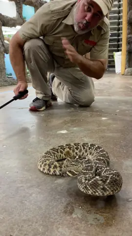 Please if you see one of theses Dangerous western  diamondback rattlesnake please walk away (Be safe ) very dangerous venomous snake ##dangerous##reptiles