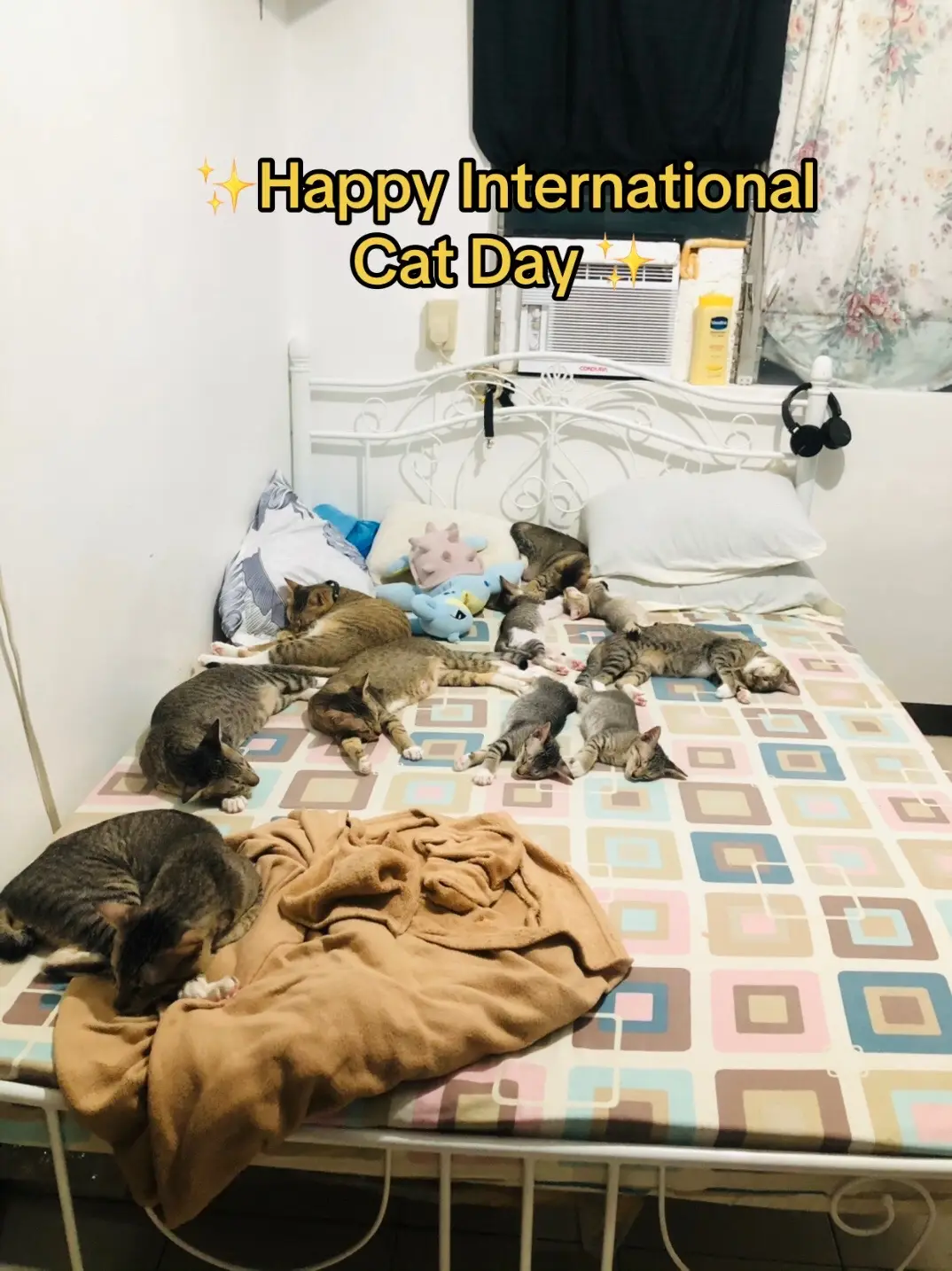 I've rescued, fostered and rehomed cats in Manila before. In Bacolod, I've totaled 16 cats now, 4 have been rehomed to loving homes, so a dozen dose of chaotic fun is what I face everyday. ❤️ #internationalcatday #meows #cats #pokemon #pokemoncats 