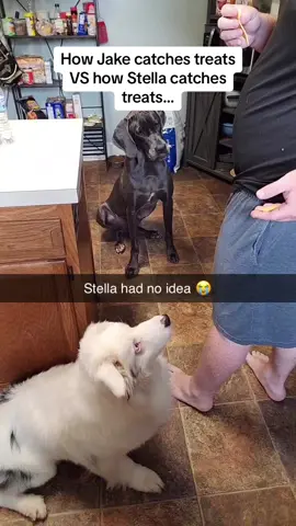 The way Stella was looking around for the treat 😭😭🚨Follow @Pubity for your daily dose of uplifting content 🚨 #Pubity (Candace Nunn via @ViralHog)