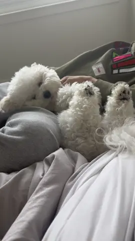 It’s been a while! #bichon #bichonfrise #puppylife #bichonsoftiktok #dogsoftiktok #petparent #furbaby #cutedog #whitefluffydog 