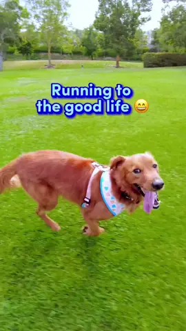 Happiest when I’m running free 😄 #goldenretriever #goldens #golden #retrievers #retriever #pettiktok #foryoupage #fyp #dogsoftiktok #goodlife #Running 