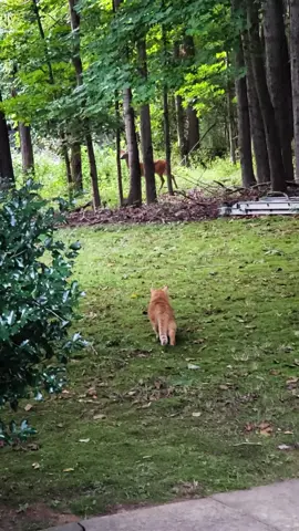 When your house cat thinks he's a fierce lion 😹🦁🦌 #ViralHog #FunnyCatVideos #KittyLife