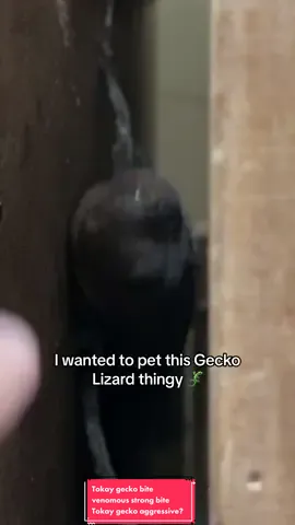 Tokay gecko? Tokay gecko bite. Tokay gecko for sale. Is Tokay gecko dangerous? Tokay gecko size? Gecko lizard. Tokay gecko care. Tokay gecko enclosure. Tokay gecko lifespan. Is Tokay gecko aggressive? Is Tokay gecko bute venomous? How strong is a Tokay gecko bite? #tokaygecko #tokaygeckobark #tokaygeckocall #tokaygeckos #tokaygeckobite #tokaygeckosoftiktok #tokaygeckonoises 