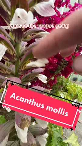 Ah, ah, ah! Greetings, my friend! Let me tell you the etymology of “Acanthus mollis”! First, we have “Acanthus”, from the Ancient Greek ἄκανθα (ákantha), which means “spine” or “thorn”. And then there’s “mollis”, a Latin word, which means “soft” or “gentle”. So together, it’s like “soft-spined”! And that’s one, one fabulous etymology! Ah, ah, ah! 🦇 #PlantTok #plantfacts #acanthusmollis #flowertok #gardentok #planttok 