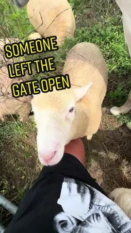 someone may or may not be a tiny bit spoiled 😂 #sheep #sheepfarm #dorsetsheep #sheepfarmer #farm #farmer 