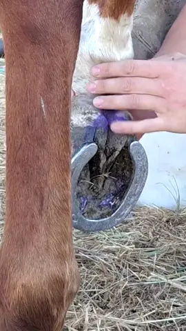 We Couldn't Figure Out What Was Wrong - Hoof Restoration - Helping Lame Horse#satisfying #asmr #restoration #oddlysatisfying #relaxing #hooftrimming #horses #hoof #hoofcleaning 