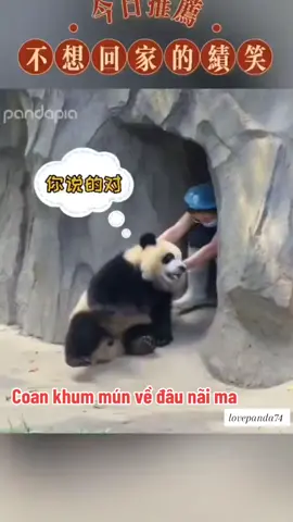 #animals #pandababy #trending #pandavideo #gautruc #xuhuong #thegioipanda #pandacute #lovepanda 