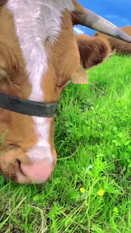 The sound of a cow eating grass  #🐮☘️ #world_animal #VIDEO #tiktok #amazing #cow #foryourpage #sweet #beautiful #video🎬😊 #fyp #fypシ゚viral #fy 