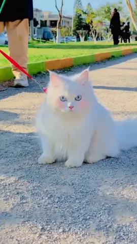 beautiful cat #catlover #tiktokpakistan #foryou #trending #pet #viralvideo 