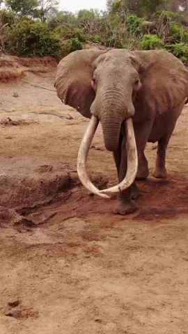 When the King arrives at the waterhole, you better make way! * Elephantastic #WildlifeWednesday shout out from top notch conservation #wildographer @james.lewin_photography “Meet Balguda from Kenya’s @tsavotrust, a rarely seen giant as he lives in a very remote densely vegetated area where no vehicle can reach, rightly so. I am hugely inspired by the dedicated and relentless work of @tsavotrust who have watched over him since his tusks were half the size. Balguda is now one Africa’s largest and most iconic elephants. Long may he roam free! * Follow @james.lewin_photography for more awesomeness & purchase mighty fine prints. https://instagram.com/james.lewin_photography https://jameslewinphotography.co.uk/ #Wildography #tsavotrust #tsavo #bigtuskers #tusker  #elephantconservation #elephant #elephants #jameslewin #savetheelephants #animalloversoftiktok #foryou 