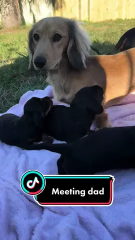 The kids meet their dad! Do you see a resemblance? We do not 🤣🤪 #dachshunds #sausagedogs #meetingdad #dad #dadandkids #puppies #longhairdachshund #verycute