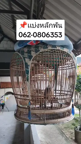 ลูกช่อง DM.B9  อายุ4เดือนกว่า เลขกำไล190 สนใจทักเฟสบุ๊ค หรือ ☎️ 062-0806353 (ซัม)  #นกเขา #นกเขาชวา #zebradove  #Perkutut #สามจังหวัดชายแดนใต้  #fypシ #ฟีด #fyp #viral 