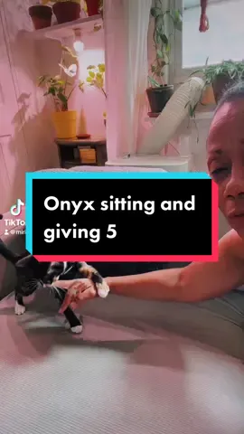 #catsoftiktok #cat #onyx #gatos #foryoupage 