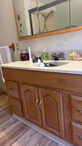 Hes an angel 🐱🐈‍⬛  #catsoftiktok #cats #catmom #boycat #fypシ 