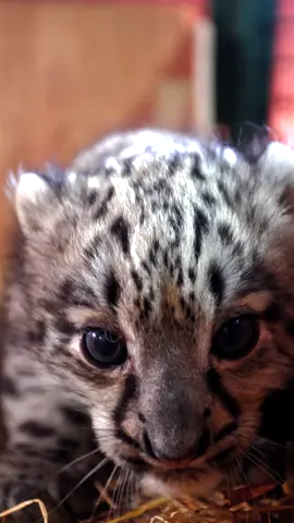 🎉 Congratulations! you've just been booped by a snow leopard cub! #snowleopard #snowleopardcub #cub #kitten #bigcats #smallcats #cute #cuteanimals #animalsoftiktok