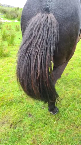 oh, well..#horsefart #fartinghorse #hest #horse #fyp #islandshest #icelandichorse #seniorhorse 