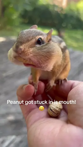 #chipmunk #funny #viralvideotiktok 