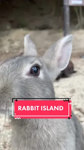 A short ferry ride away brings me to Okunoshima, or Rabbit Island! A small island, definitely can walk the perimeter in less than 2 hours. You can buy rabbit feed and feed any rabbit you see! #travel #travelgram #traveling #japan #japantravel #japantrip #japanfood #osaka #tokyo #日本 #東京 #大阪 #旅行 #rabbit #rabbitisland #okunoshima 