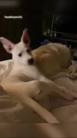 The end 🤣🤣🤣 #funnyvideo #fyp #animals #funny #fypシ #funnyvideos #foryou #fun #viral #dog #cat 