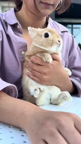 Rezzy being a good boy listening to mami and auntie chitchat 💋 #bunnydayoff#bunny#bunnycando #fashionista #rabbitsofinstagram #netherlanddwarfbunny #california #vogue #pets #animals #animalovers #photography #losangeles  #rabbits #hollywood #photoshoot #OOTD #cute #bunniesofinstagram #viral #internationalwomensday #bunnyrabbit #fashionblogger #cutepetclub #model 