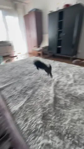 #bunny #bunnylove #bunnycute #bunnyfunny #bunnyjumping 