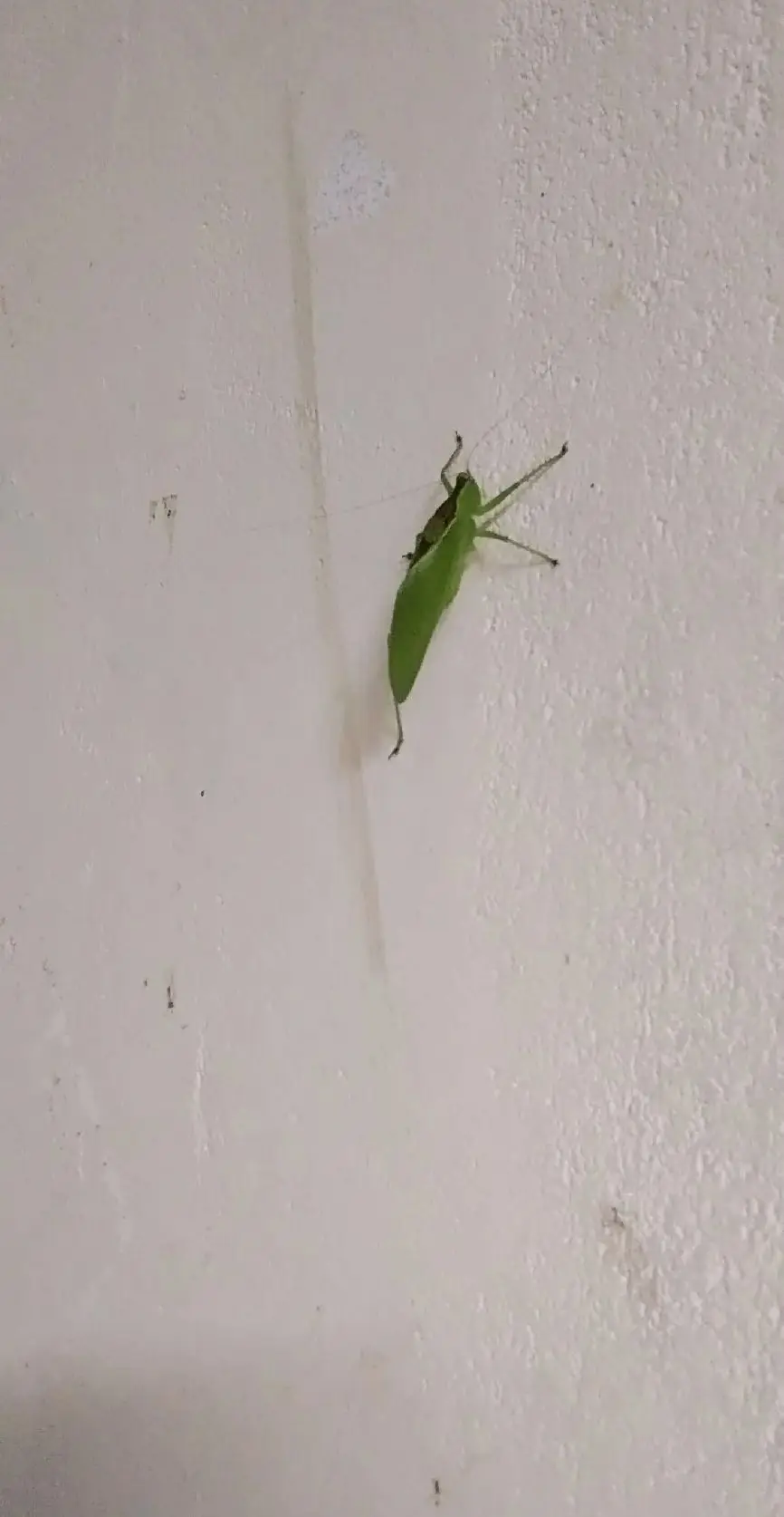 Ini belalang arrr...Dari pukul 3am hingga kesiangan hari dia duk melekat kat dinding pintu bilik tido saya...adakah ini belalang pelesit guys??🤔..saya paling benci tengok belalang Jenis ni lebih2 lagi kalau yg berwarna coklat tu,sebab masa kecik saya sudah kena gigitannya...trauma sampai sekarang..🤭  