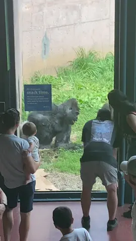 I took these videos myself at the philly zoo. The silverback in this video is named “Motuba”. He has a very intelligent and expressive face. He loved to lay down in his favorite corner spot with his feet up lol. He is 38 years old now which is a little old for gorillas. And he weighs between 400 - 440 pounds. @Philadelphia Zoo #gorillafamily #philadelphia 