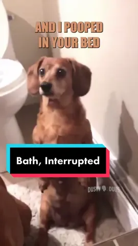 🛁 Bath, Interrupted 🎥: unknown  #voiceover #bath #boxer #dogs #funny 