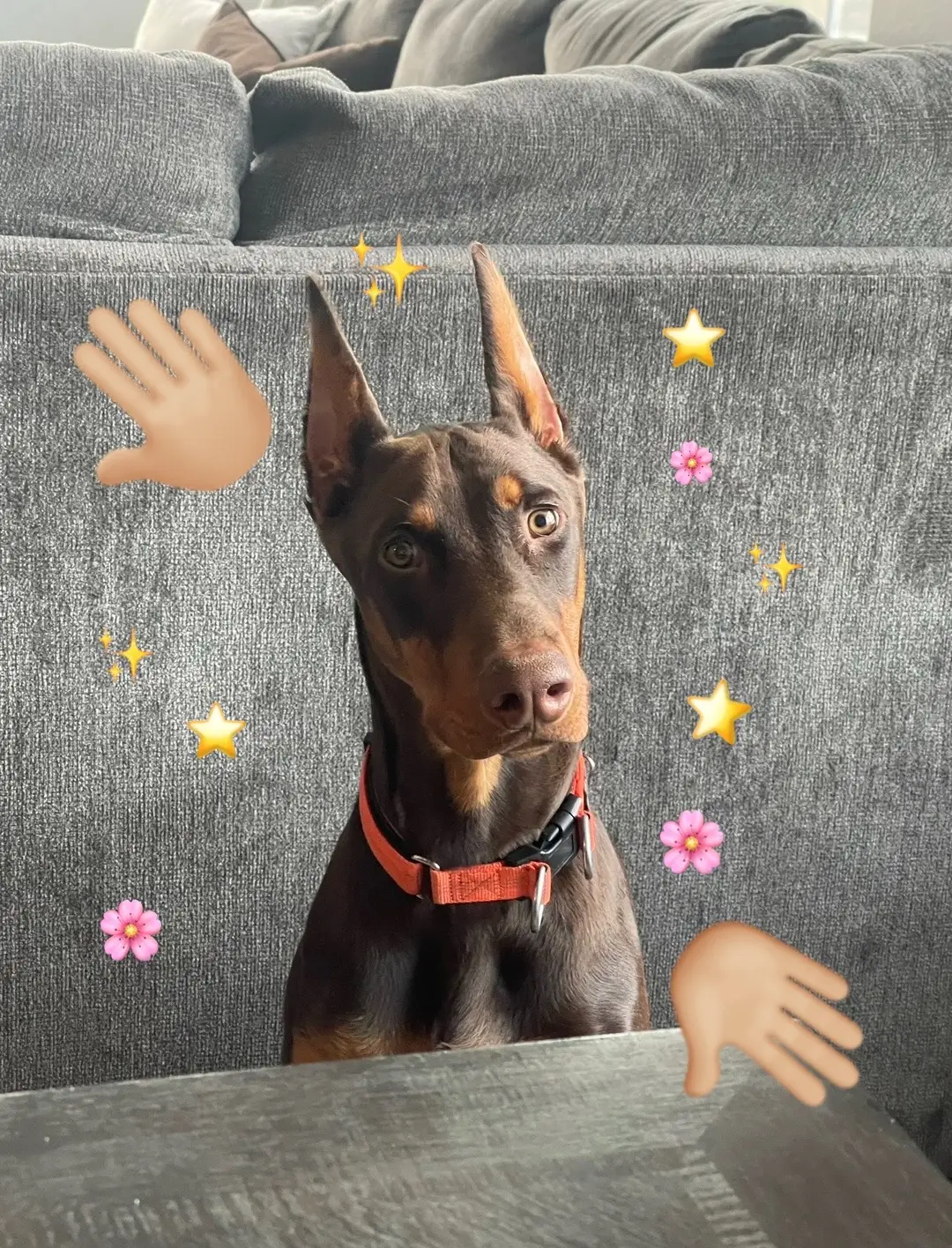 Yuh #dobermanpinscher #dobermans_of_tiktok #doberman #dobermanpuppy #dogsoftiktok