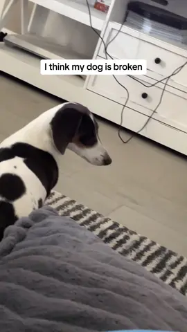 #dachshundsoftiktok #weeniedog #hotdog #ryleeblue #askmeaboutmywieners 