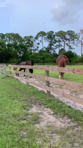 Send #help - too much #magic - my horses dont always listen well….. #f#fyp#f#fypシ#h#horsesh#horseh#horsesofinstagrame#equestrianh#horseridinge#equinee#equestrianlifeh#horseloved#dressagep#ponyh#horseloverp#pferdi#instahorses#showjumpingh#horselifec#caballosp#pferdel#Loveh#horsebackridingp#photographyc#chevaln#naturer#ridingc#caballoe#equestrianstyleh#horseofinstagraml#lordshipsfleetcashsclassicsierra 