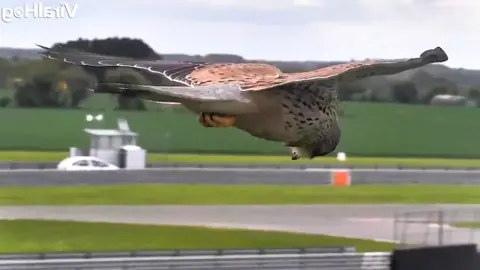 Khả năng duy trì tư thế của chim cắt #kestrel