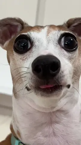 #lucy #lucytheiggy #italiangreyhound #viral 