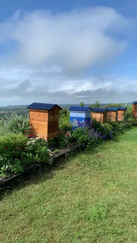 We love bees! 🐝💛 Afternoon hive check reveals some frames in our Flow Hive 2+ that are close to being capped and ready for harvesting. 🍯😍 Go bees! 👏😄 #flowhive #honeyflow #flowhive2