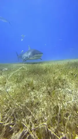 Mother shark is playing with its baby,and mother shark whose mouth is entangled in a fishhook. #shark#sharks#sharke#shark?#sea#ocean#fish#marinelife#foryoupage#fyp#fory