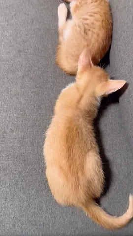 🧡