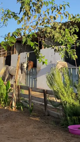صباح الخير والخيل 🤍🎠#الخيل_العربي_الاصيل #خيل #الخيل #الخيل_عشق_لاينتهي #خيل_وخياله🐎 #الخيل_العربي #fypシ #اكسبلور؟ #اكسبلورexplore #الهلال #ترند #صباحياتي🌸🎼 #اكسبلور #ترند_تيك_توك #تصميم_فيديوهات🎶🎤🎬 
