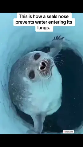 A seal's nose has special muscles that close the nostrils tightly to prevent water from entering the lungs and it allows the seal to hold its breath for extended periods of time underwater.  #nature #naturephotography #naturelovers #naturelover #wildanimals #wildlifephotography #wildlife #animal #animals #animallovers #sealife #sealovers #ocean #oceanlife #oceanlover  #wildlifeonearth #seal #seals #singapore 